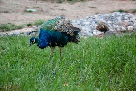 Peacock Stock Photos