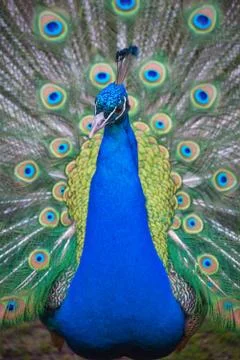 Peacock Stock Photos