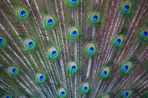 Peacock Stock Photos