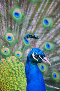 Peacock Stock Photos