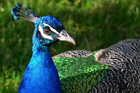 Peacock Stock Photos
