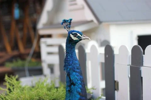 Peacock Stock Photos