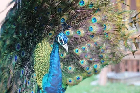 Peacock Stock Photos
