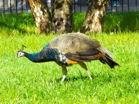 Peacock Stock Photos