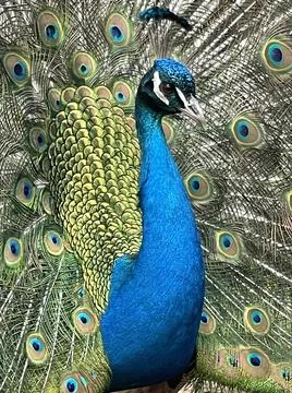 Peacock Foto stock