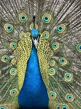 Peacock Foto stock