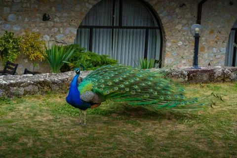 Peacock Stock Photos