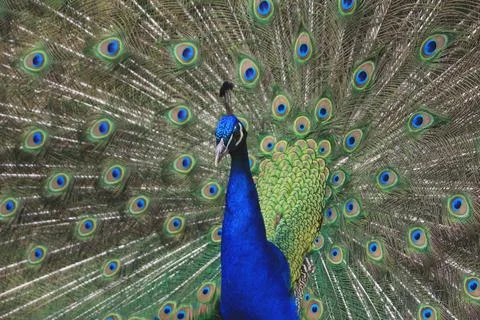 Peacock Stock Photos
