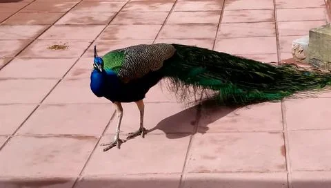 Peacock 写真素材