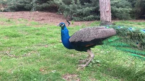 Peacock 写真素材