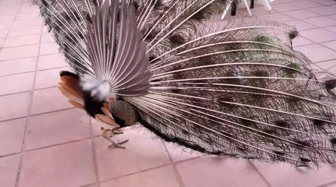 Peacock 写真素材