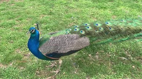 Peacock 写真素材