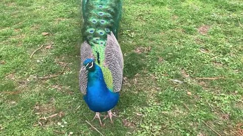 Peacock 写真素材