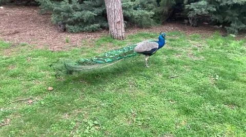 Peacock 스톡 사진