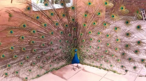 Peacock 写真素材