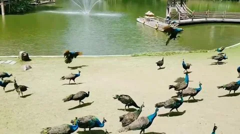 Peacock 스톡 사진