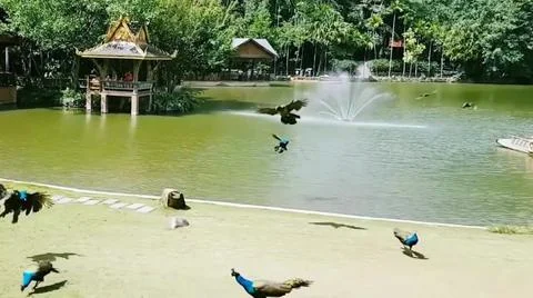 Peacock 写真素材
