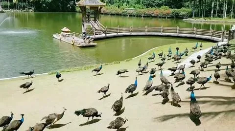 Peacock 写真素材