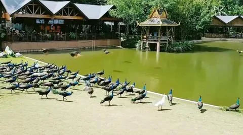 Peacock 写真素材