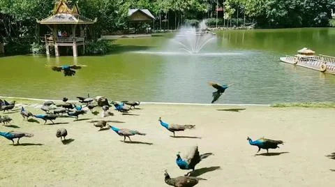 Peacock 스톡 사진