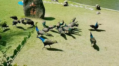 Peacock 写真素材