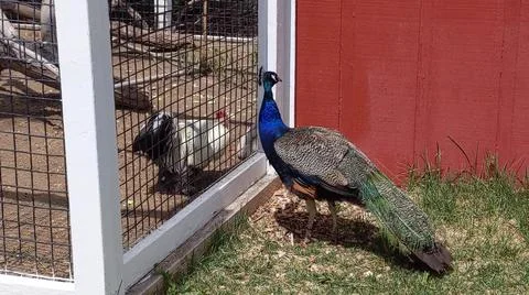Peacock 写真素材