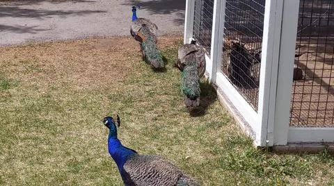 Peacock 스톡 사진