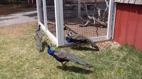 Peacock 写真素材