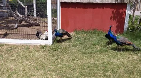 Peacock 写真素材