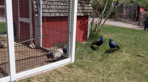 Peacock 写真素材