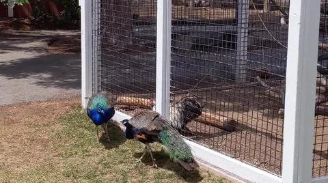 Peacock 스톡 사진