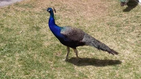 Peacock 스톡 사진