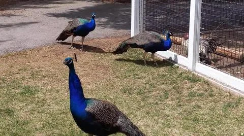 Peacock 스톡 사진