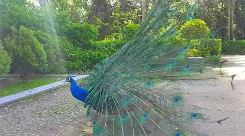 Peacock 写真素材