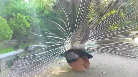 Peacock 写真素材