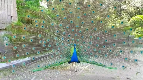 Peacock 写真素材