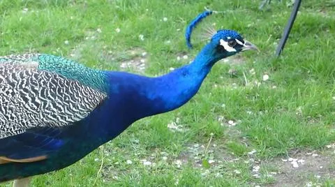 Peacock 스톡 사진