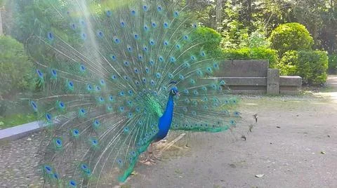 Peacock 写真素材