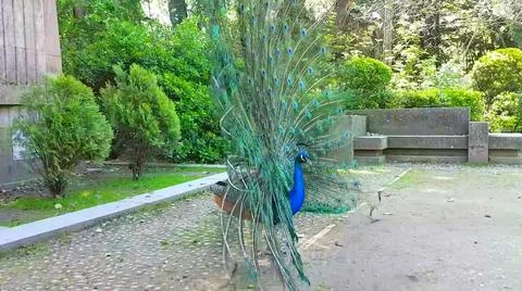 Peacock 스톡 사진