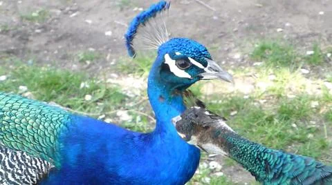 Peacock 写真素材