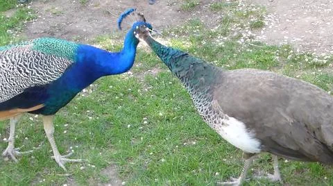 Peacock 写真素材