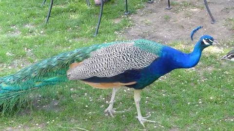 Peacock 写真素材