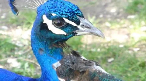 Peacock 스톡 사진