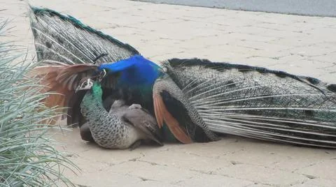 Peacock 写真素材