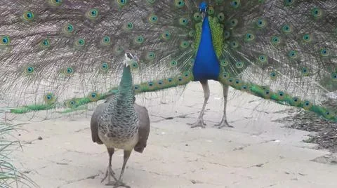 Peacock 写真素材