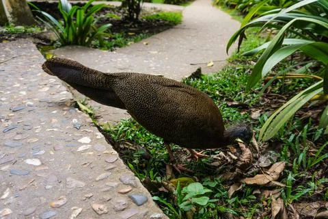 A peacock Stock Photos