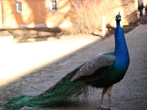 Peacock Stock Photos