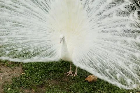 PEACOCK Fotos de archivo
