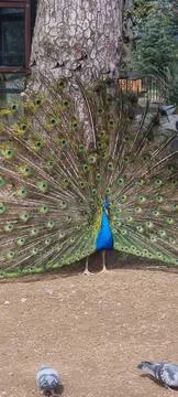 Peacock Stock Photos