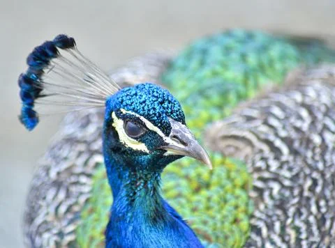 Peacock Stock Photos